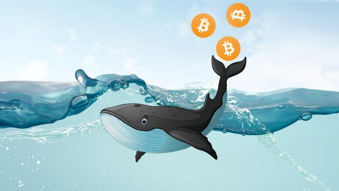Whales didn't buy bitcoin