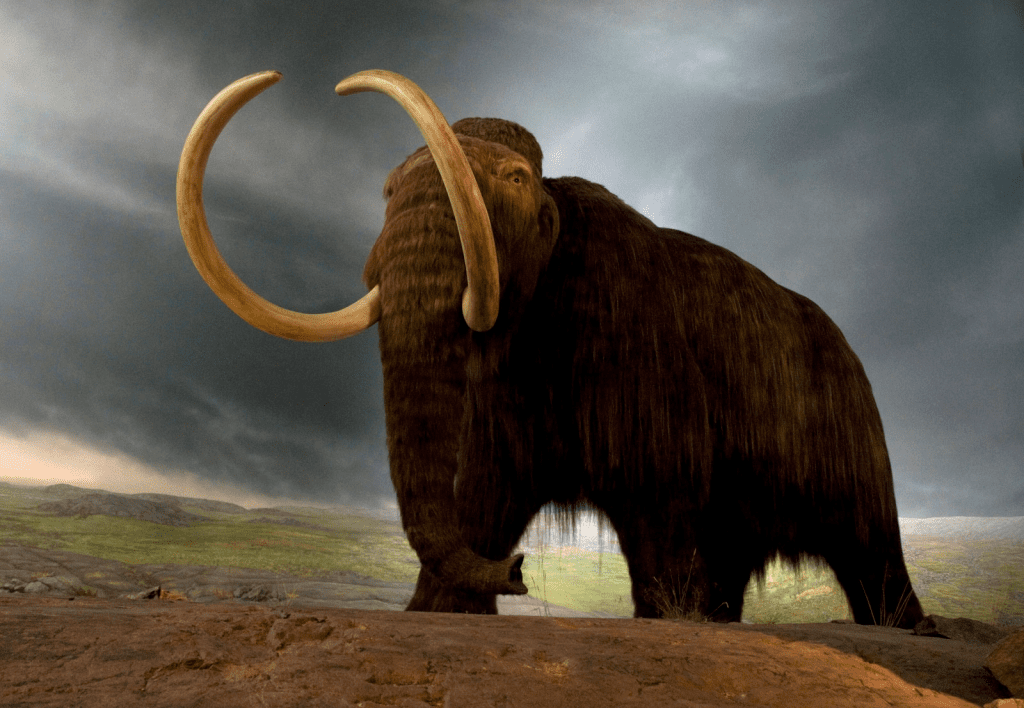 Efforts to Resurrect Mammoths Funded by Paris Hilton and Cardano Founder