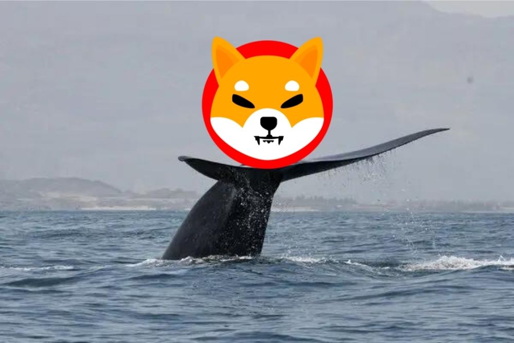 Whales Scoop Up 243.6 Billion Shiba Inu As The Token Recovers From Its Recent Drop
