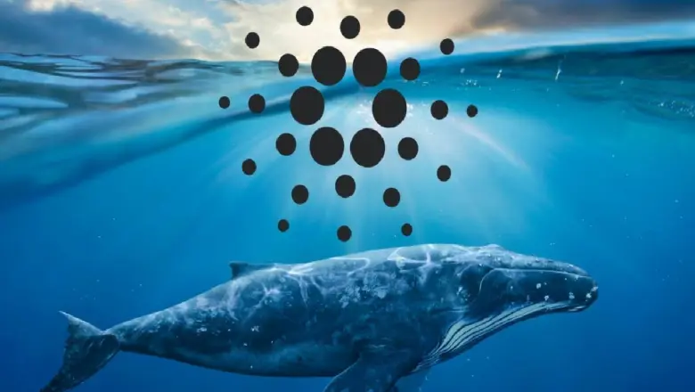 After A Seven-Month Dumping Spree, Cardano Whales Are Accumulating.