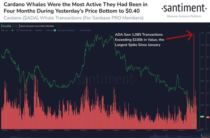 Cardano Whale Transactions Reached A 4-Month High As Major Investors Bought The Dip.