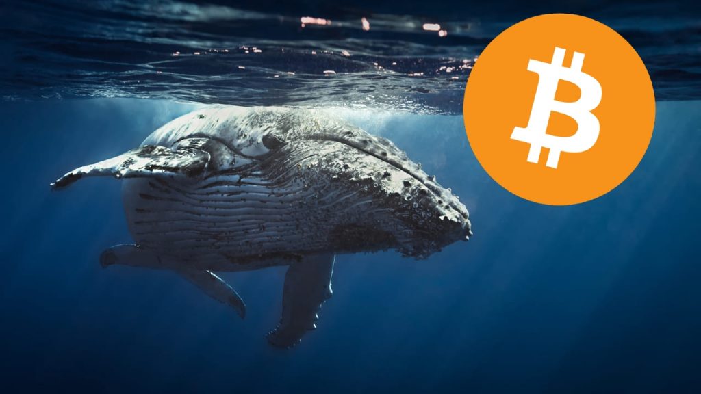 bitcoin whale watch