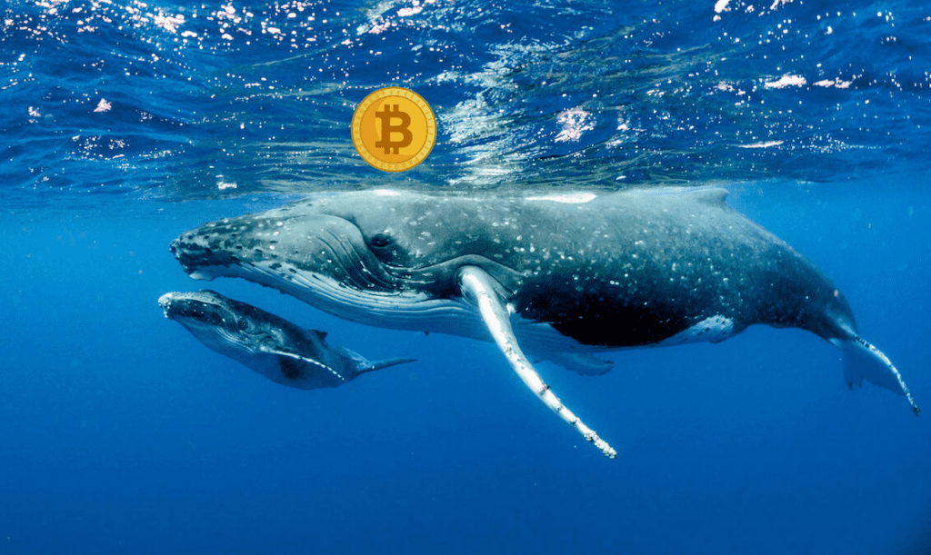 Mysterious Whale Suddenly Moved $3 Billion BTC