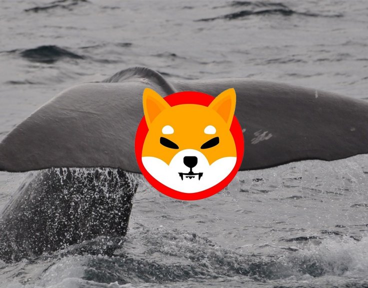 New Shiba Inu Whale Was Born, Holding 3.3 Trillion Coins