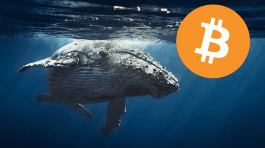 A Whale Withdraws 26,000 Bitcoins, Worth $800 Million From Coinbase